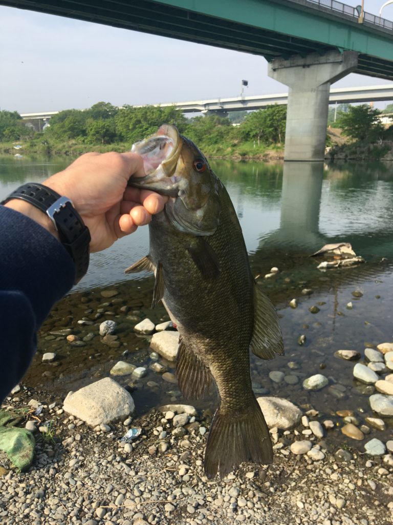 ネイチャー釣行記 年5月3日 相模川 ブラックバス編 Nature Ism Life